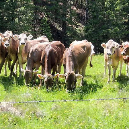 Hébergement de vacances Hochfelner