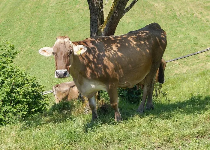 Ferienhaus Hochfelner *